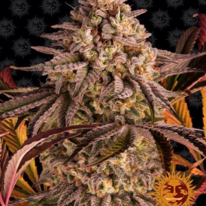 BARNEY'S FARM - BLUE SUNSET SHERBERT FEMM.