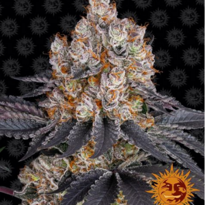 BARNEY'S FARM - GELATO FEMM.