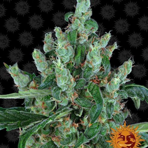 BARNEY'S FARM - LAUGHING BUDDHA FEMM.