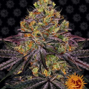 BARNEY'S FARM - WATERMELON ZKITTLEZ FEMM.