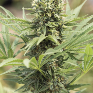 HUMBOLDT - DEDOVERDE HAZE FEMM.