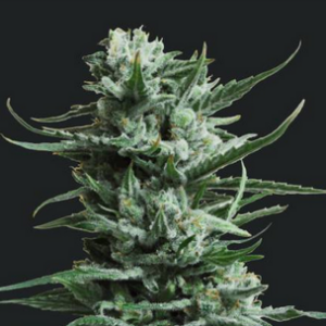 KALASHNIKOV SEEDS - SIBERIAN HAZE FEMM.