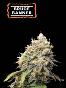 SEED STOCKERS - BRUCE BANNER FEMM.