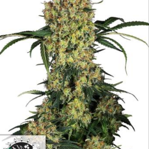 SENSI SEEDS RESEARCH - ALOHA OG FEMM.