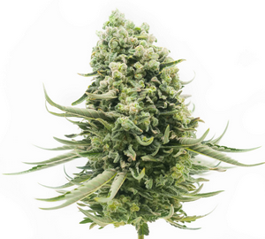 SENSI SEEDS RESEARCH - BANANA FROSTING FEMM.
