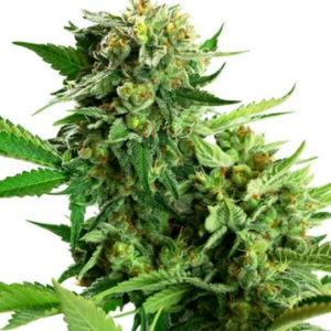 SENSI SEEDS RESEARCH - BLACKBERRY CAKE FEMM.