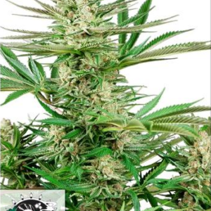 SENSI SEEDS RESEARCH - MALIBU OG GOLD FEMM.
